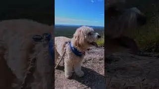 Assistance animal visits mount tinbeerwah #shorts #queensland #noosa #visitqueensland #qld