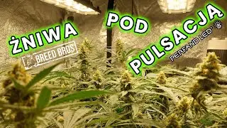ŻNIWA POD PULSACJĄ - Tygodnie 5-10 GROWLOG #1