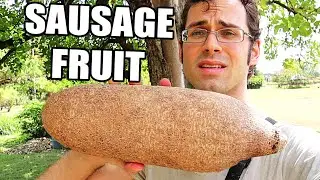 SAUSAGE FRUIT Review : Huge Fruit That Elephants Eat - Weird Fruit Explorer in Jamaica