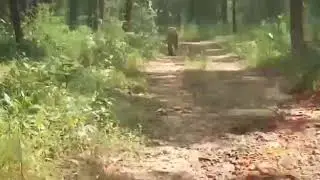 Sanjay dubari tiger reserve. Jungle safari and tour 7987694046