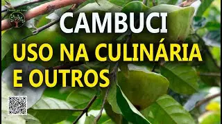 Cambuci, Dicas de Uso na Culin&aacute;ria e outros Produtos