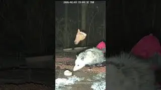 Opossum eating a lobster and crab pate #opossum #animals | #wildlifecam on #Twitch