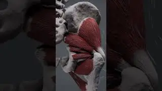 Lower back pain #backpain #anatomy #muscle #bones #lowerbody #glutes #rotation #stability #humanleg