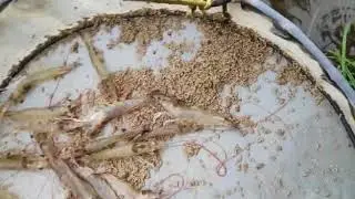 Vannamei shrimp (prawn) @45 days 120 count  in pond