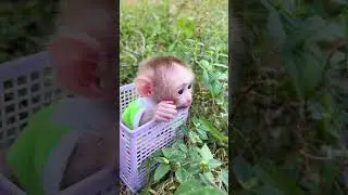 #BabyMonkey #BabyMonkeyPlaytime #AdorableMonkey #CuteMonkey #MonkeyFun #CuteAnimals #FunnyAnimals