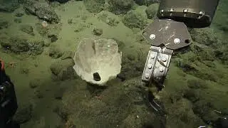 ROV Hercules Dive NA124 H1847 2020 11 05 19 19 17 966 UTC 2 W1