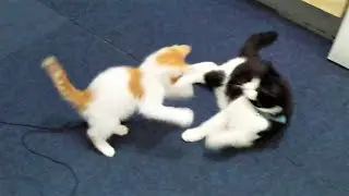 Cute Annoying Kitten Gets Punished With Bunny Kicks