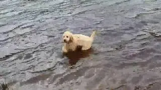 Fudge the Cockapoo hits the water