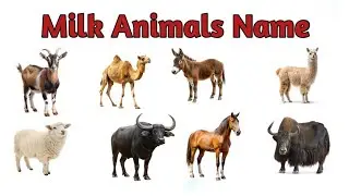 Milk Giving Animals Name | Dairy Animals for Kids 🥛 | Cow, Goat, Camel | Hindi & English
