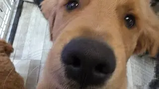 Watch Bear be silly at daycare!