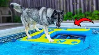 Will My Dog ACTUALLY Use a Pool Ramp? Is It Worth It?