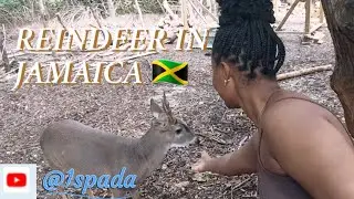 BIG REINDER IN JAMAICA 🇯🇲