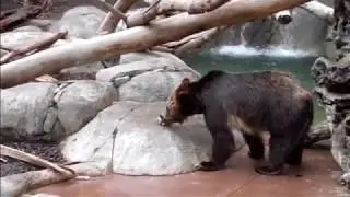SMART BEAR