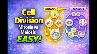 Cell Division Explained Easily | Mitosis vs Meiosis | কোষ বিভাজনের দুটি উপায় | Study with AI