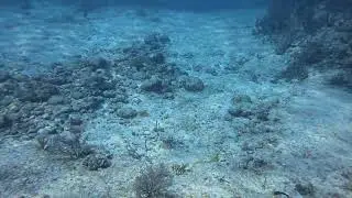 Why You Need a Dive Buoy