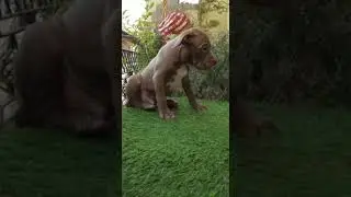 Breed-American Pitbull