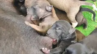 #cute puppy drinking, and breastfeeding milk's bottle🥰🥰 #puppy #cute #viral #doglover #dog #dogs