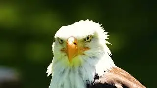 Silent Bald Eagle in Nature &mdash; Close-Up Wildlife Footage of Majestic Bird of Prey