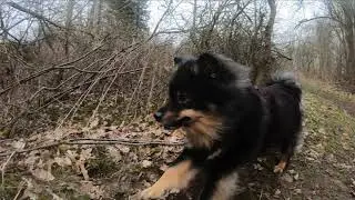Finsk Lapp Hund, Hittarp Sweden