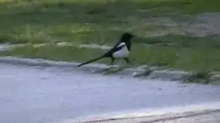 Svraka na prelazu.flv