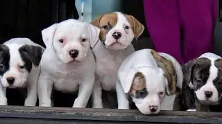 BEFORE YOU BUY AN PUPPY, WATCH THIS VIDEO!