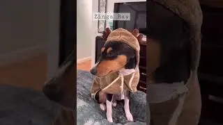 Basenji Zinga Ray is so cute! #barkless #dog #basenji #shorts #dogs #baroo ￼
