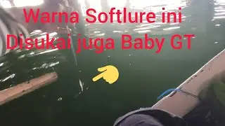 Baru Menggunakan Softlure Warna Bintik merah Baru Turun Langsung Strike