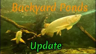 Update on the ponds ! 