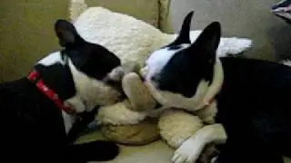 Boston Terriers Lovin' on a large sheep
