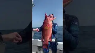 Catching Hogfish up north are just built different! 💪🏼#Shorts
