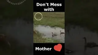 Never Mess with a Mother 😨 #shorts