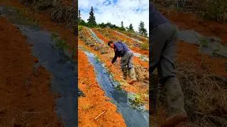 Watermelon Farming #satisfying #shortsvideo