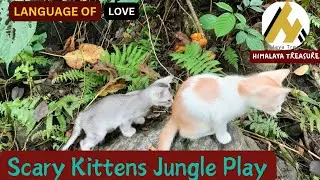 Funny Kittens' First Jungle Adventure with Coco Dog & Cat Guardians