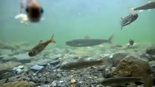 Underwater Alaska 12 | Red Chinook Salmon |Dolly Varden | Juvenile Salmonids | Fishes |USFWS/NCTC