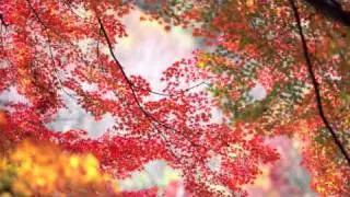Maples Leaves - Jens Lekman