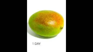 Mango Timelapse #Shorts