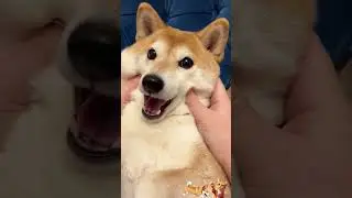 The Weekly Pawcast n&deg;32