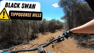BRAVO! Black Swan Tippogoree Hills Georgetown