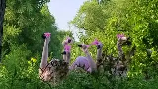 Item #97 - Flamingo Mating Dance