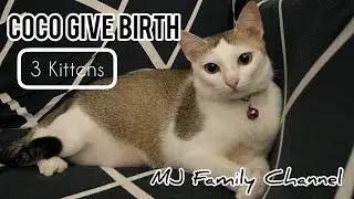 Our Cat Coco Giving Birth!