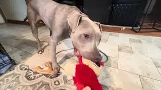What Happens When You Start Training a Foster Dog on Day 2?