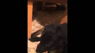 Awkward dog eating a Peanut butter sandwich