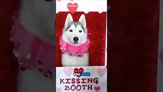 Самая милая самодельная будка для поцелуев собак, которую вы когда-либо видели! 🐾💋