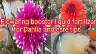 Flowering booster fertilizer for Dahlia and are tips