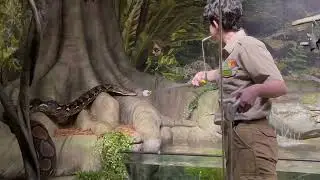 Target Training a Reticulated Python