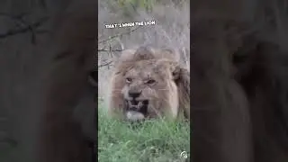 He made eye contact with a lion 🤯