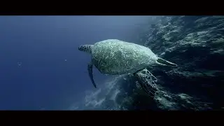 Menjangan Island Turtle, Indonesia