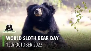 Всемирный день медведя-губача 2022