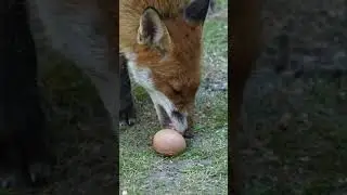 vlxen fox eating a egg, #nature #wildlife #wildlifephotography