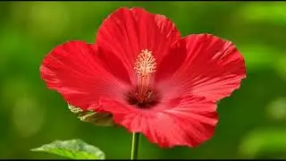 Bud to Blossom | AI-Generated Flower Blooming | AI Art & Animation